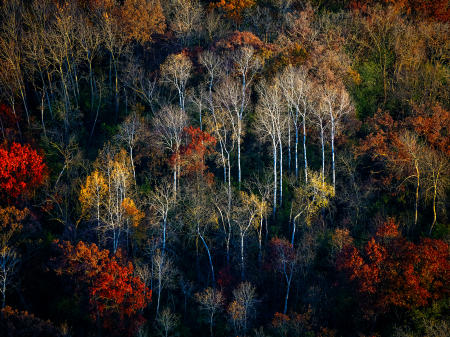 Weid 4881 IMG_5006 Trees nr HWY JJ Vermont 18by24 PRT.