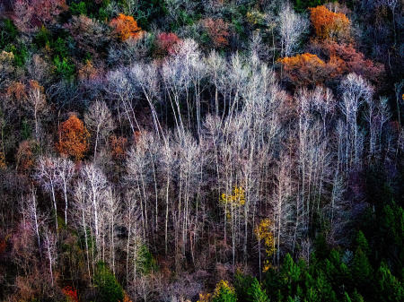 Weid 4881 IMG_5693 Hillside Trees Plain12by16 PRT