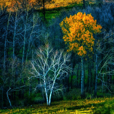 Weid 4881 IMG_5793 Trees n Hill Katzenbuechel Rd Marxville 20by20 PRT