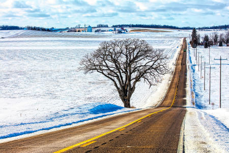 Weid 4881 Country Road n Oak Tree IMG_7696 24x16 PRT